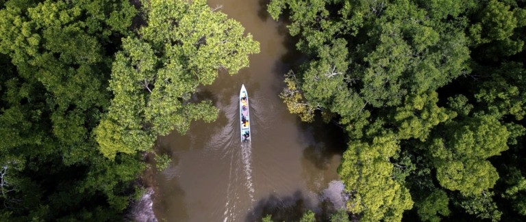 A mangrove forest in Indonesia