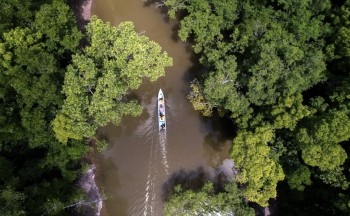 A mangrove forest in Indonesia