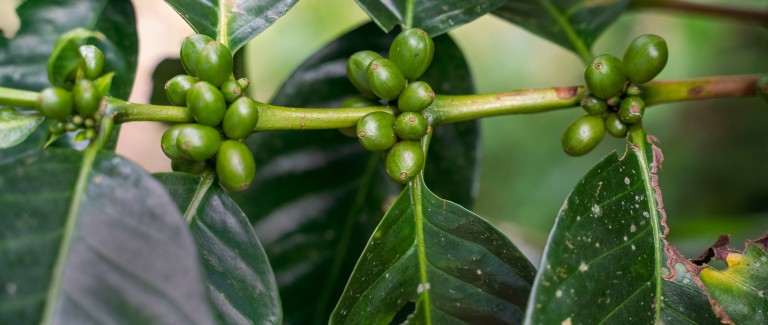 Coffee growing in Colombia