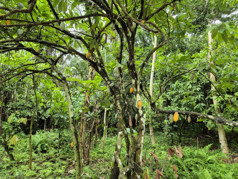A lush, green forest with cocoa trees.
