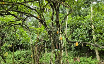 A lush, green forest with cocoa trees.