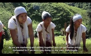 Sowing the seeds of our future: Chili cultivation in Southern Shan State, Myanmar