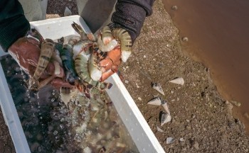 A shrimp farmer in Indonesia