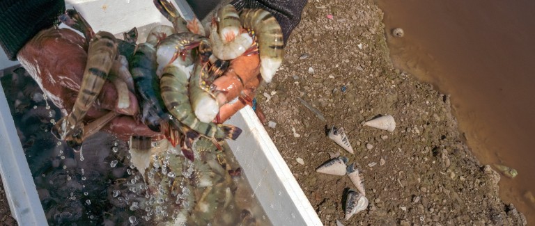 A shrimp farmer in Indonesia