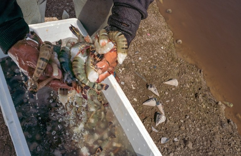 A shrimp farmer in Indonesia