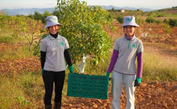 Shan Orchard staff carrying freshly picked avocados. Credit: Jackson Downing/Pact.