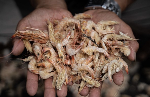 Shrimp farming in Indonesia