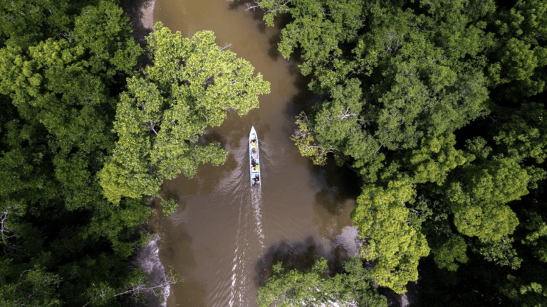 A mangrove forest in Indonesia