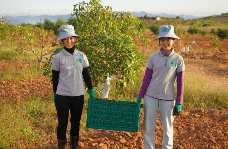 Shan Orchard staff carrying freshly picked avocados. Credit: Jackson Downing/Pact.